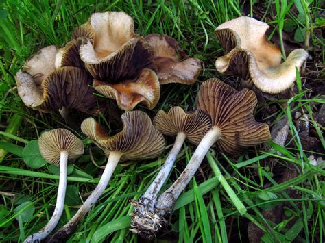 Psilocybe cyanescens, also known as wavy caps is a potent psychedelic mushroom whose main active compounds are psilocybin and psilocin. California Fungi: Psilocybe cyanescens