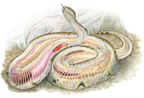 Anatomy Snake