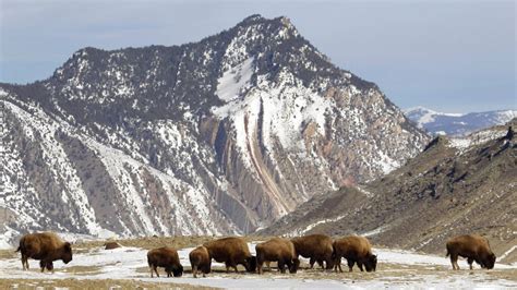 First Peoples Mountain Yellowstone Peak Renamed To Honor Massacred