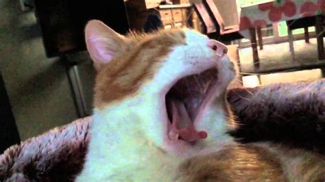 Swakke The Cat Yawning In Slomo Youtube