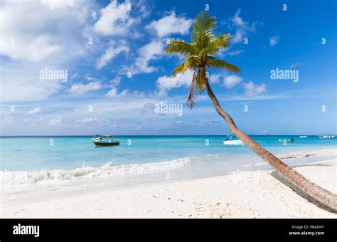 Coconut Palm Tree Grows On White Sandy Beach Of Saona Island Caribbean
