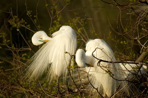 Egrets Preening Bob Rehak Photography