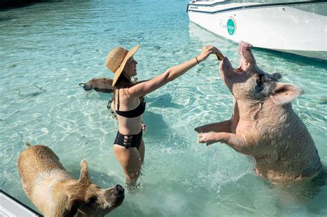How To Swim With Pigs In The Bahamas Kb8eu