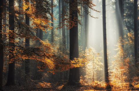 壁纸 阳光 树木 景观 森林 秋季 树叶 性质 早上 季节 林地 栖息地 自然环境 大气现象 电脑壁纸 木本