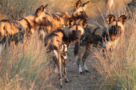 Protecting Krugers Wild Dogs Africa Geographic