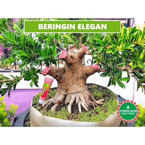 Jual Bonsai Beringin Programan Shopee Indonesia