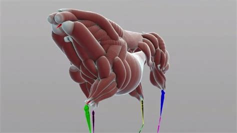 Rigging With Muscles In Houdini Cg Tutorial