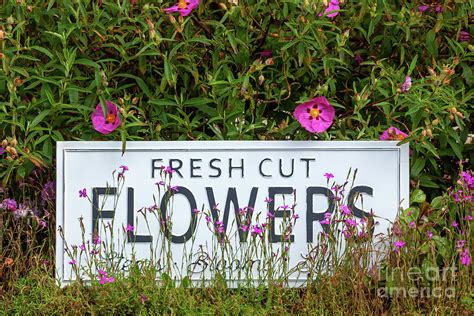 Garden Flowers With Fresh Cut Flower Sign 0711 Photograph By Simon