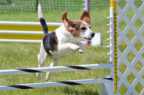 List Of Dog Sports In Australia Pets4life Dog Training
