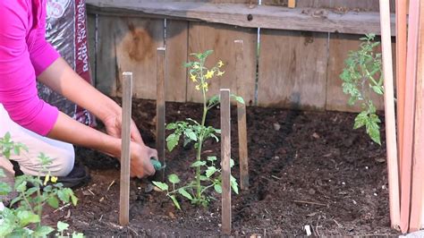 How To Stake Tomato Plants With Four Stakes And Twine The Chefs Garden