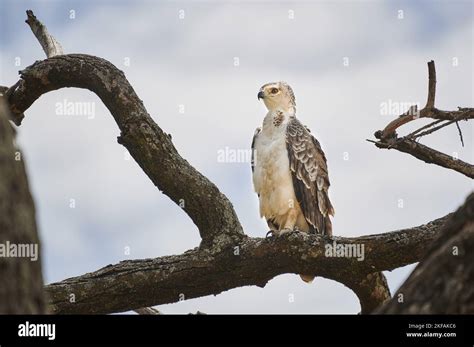 African Crowned Eagle Stock Photo Alamy