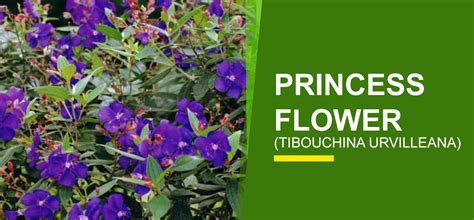 Order up to 1pm and get your item next day. Princess Flower Online India | Buy Princess Flower ...