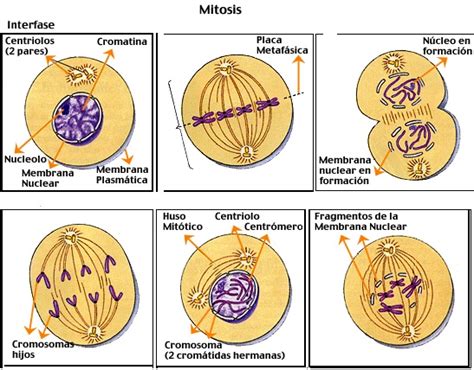 Cuadros Comparativos Sobre Mitosis Y Meiosis Cuadro Comparativo