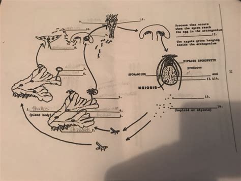 While snorkeling in the ocean you find large, leafy organisms that are brownish in color growing in large masses. Diagram Of Liverwort / Draw A Diagram To Describe The Life ...