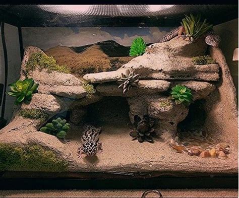 Gecko Terrarium | Gecko terrarium, Leopard gecko terrarium, Leopard