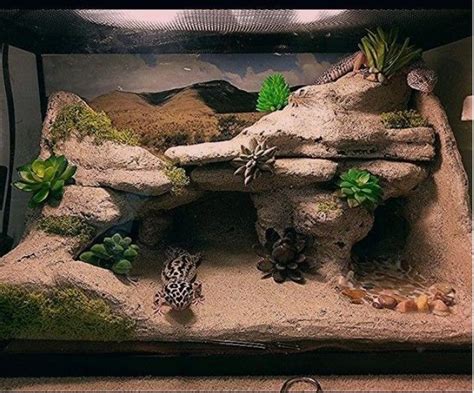 Leopard Gecko Terrarium Size Glory Zeb