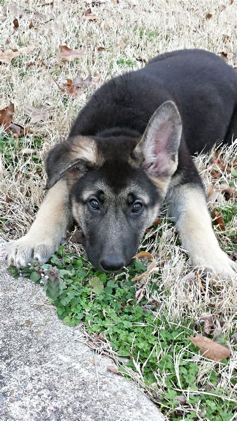 German Shepherd Puppy Ears Up At 8 Weeks Lunagruyere