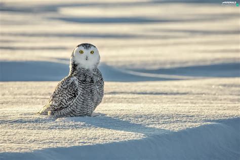 Snow Bird Snowy Owl Animals Wallpapers 2048x1365