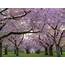 Celebrate The Cherry Blossom Season In Japan  Zenith Leisure Holidays Ltd