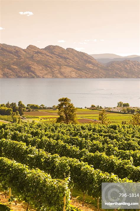 Grape Vines And Okanagan Lake Stock Photo