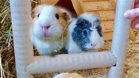 Diy Toys For Guinea Pigs Youtube
