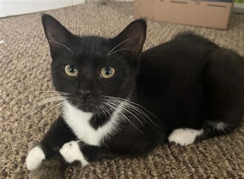 Meet the OCHS Pet of the Week: Maddie - syracuse.com