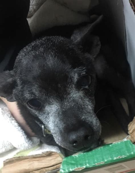 Choose a location, species, sex, age and/or size to filter your search results. Chihuahua dog for Adoption in San Antonio, TX. ADN-752316 ...
