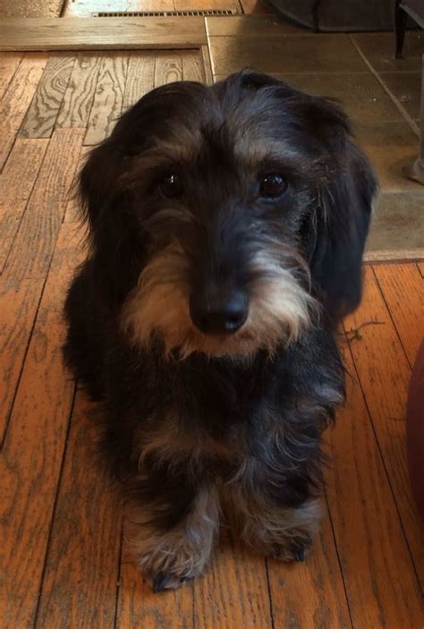 Chocolate wirehaired dachshund puppy on gustav's dachshund world & friends on facebook. 7 Wire haired Dachshund Care Tips for Future Owners