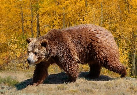 Amazing Facts About Grizzly Bears Onekindplanet Animal