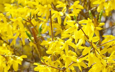 Get yellow flowered bushes from alibaba.com when you need beautiful decor that will last a long time. Top 30 Beautiful Yellow Flowers Names List With Pictures