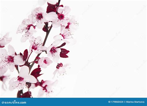 Branches With Pink Cherry Blossoms On A White Background Stock Photo