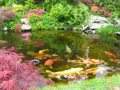 Unfortunately, it can also be a huge if you're considering a koi pond, here's what you need to know about energy consumption before you go forward with the project. Plants for Koi Ponds | LoveToKnow