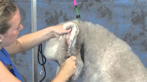 How to brush a labradoodle properly? Grooming a Labradoodle like a Portuguese Water Dog Part 2 ...