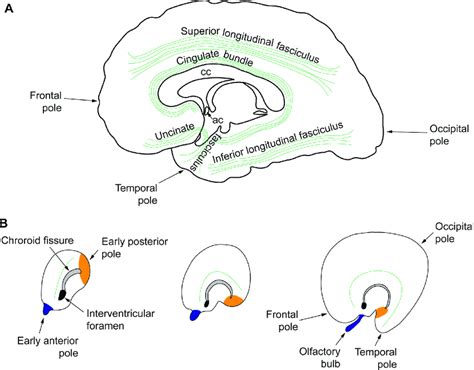 Pathways Connecting Limbic Areas Form Earlier In Development A