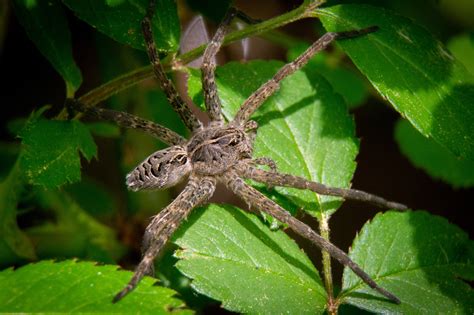 Tarantula Eating