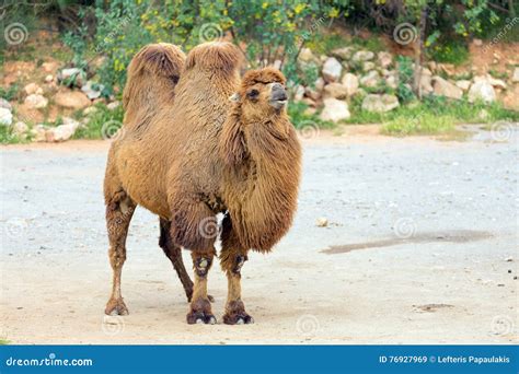 Bactrian Camel Camelus Bactrianus Stock Image Image Of Closeup