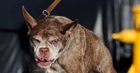 Vernonblog Worlds Ugliest Dog 2015 Quasi Modo Deformed Pit Bull
