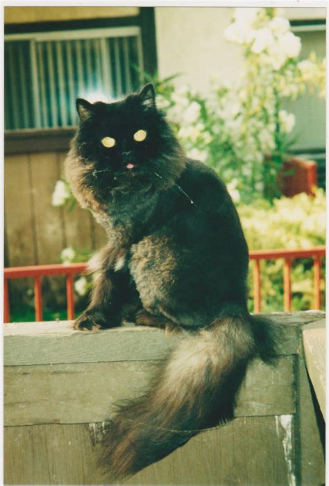 Being near you may help your cat feel calmer. 20 Vintage Snaps of Demonic Glowing Eyed Cats ~ Vintage ...