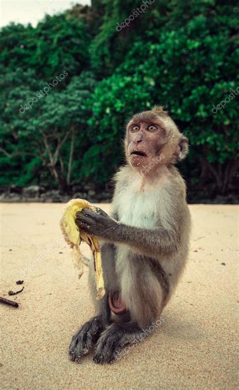 Pictures Funny Primate Funny Monkey — Stock Photo © Kolazig 31396101