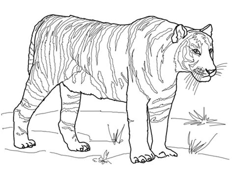 Coloring can be a very relaxing activity for not just children, but adults as however, the coloring on that was simple in black and white. Bengal Tiger coloring page | SuperColoring.com