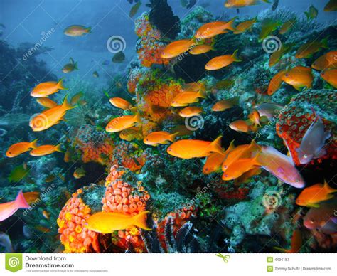 Tropical Coral Reef Fish Stock Image Image Of Color
