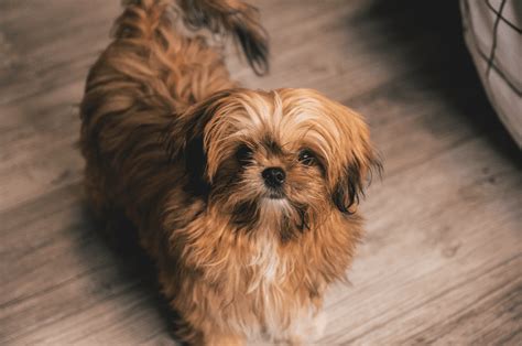 Shih Tzu Breed Guide Top Facts And Info Animal Corner 2023