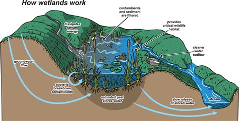 Ecosystem services — pollination by a bumblebee, a type of ecosystem service humankind benefits from a multitude of resources and. Wetlands - Kanabec SWCD