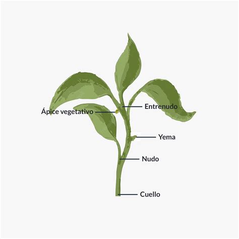 ¿qué Es Un Tallo Plantas Características Partes Y Funciones
