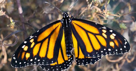 Monarch Butterfly Population In California At Critically Low Levels For