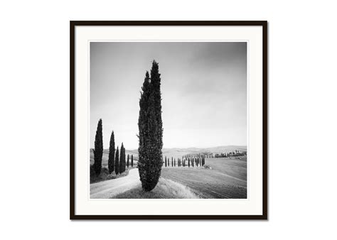 Gerald Berghammer Cypress Trees Tuscany Italy Black And White
