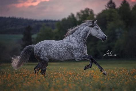 Dappled Grey Andalusian Horse Horses Dapple Grey Horses Andalusian