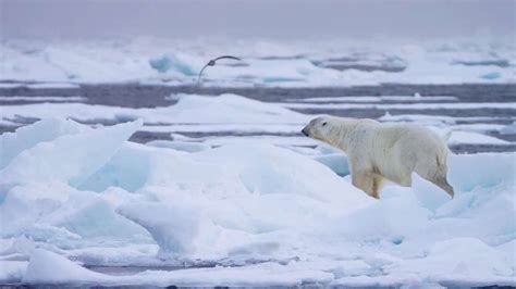 Photographing Polar Bears On Thinning Ice Seeker
