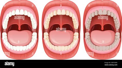 A Set Of Human Mouth Anatomy Stock Vector Image And Art Alamy