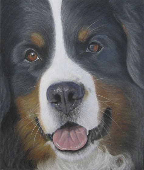 Bernese Mountain Dog Portrait Drawn In Coloured Pencil On Anthracite